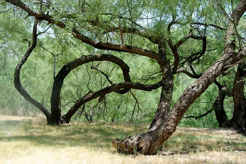 Reclaiming grasslands: Mesquite control options in the Southwest
