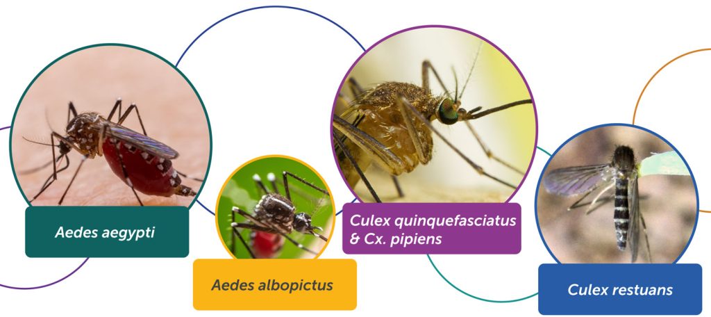 catch basin and storm drain mosquitoes