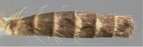 Culex pipiens picture