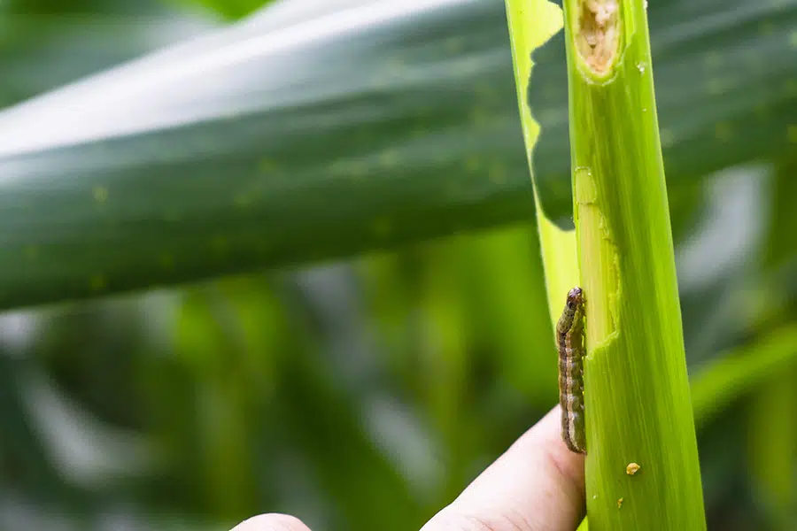 Armyworms
