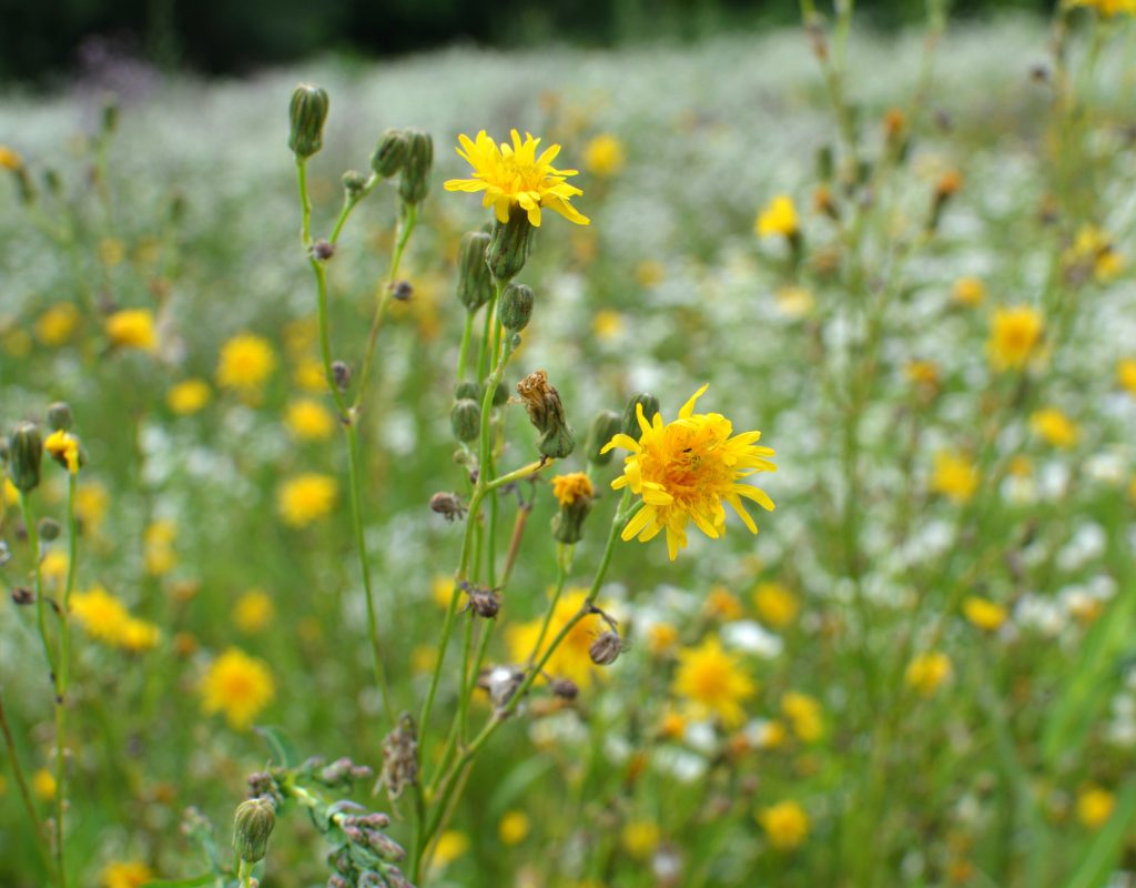Maximize Forage Potential: Boost Quantity and Quality with Corteva’s Grazon PD3 and Grazon P+D Herbicides