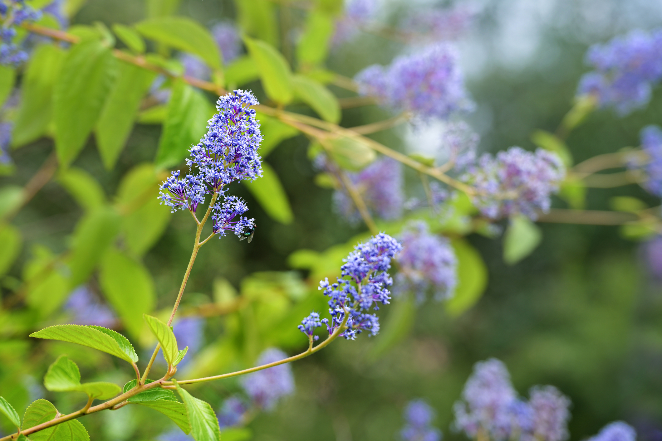Teaching an old dog new tricks: Tebuthiuron used to control invasive brush