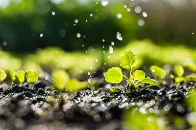 Optimize Your Pesticide Coverage with Elite Divine