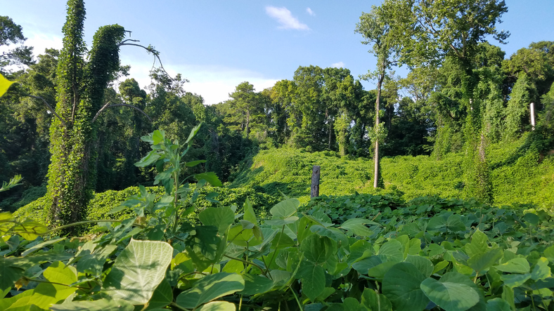 Kudzu Eradication  By Season! | Azelis A&ES