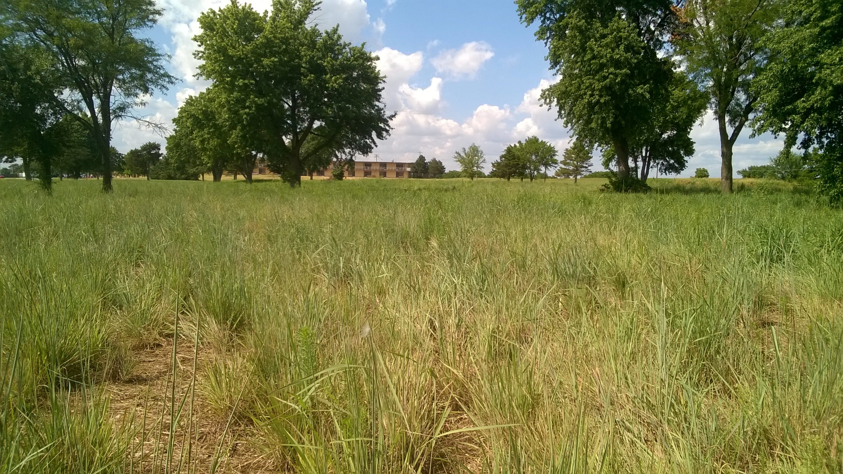 Native Warm Season Grass Establishment and Care