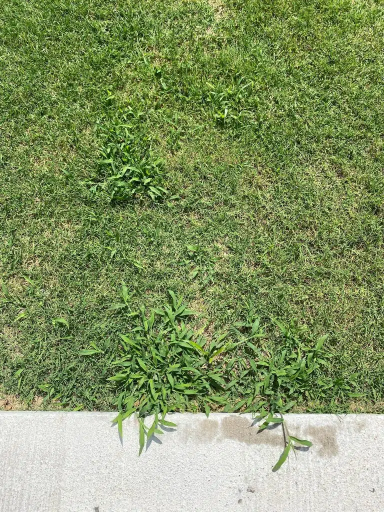 Conquer Tough Weeds with Elite Pinnacle: The Definitive Solution for Effective Herbicide Application