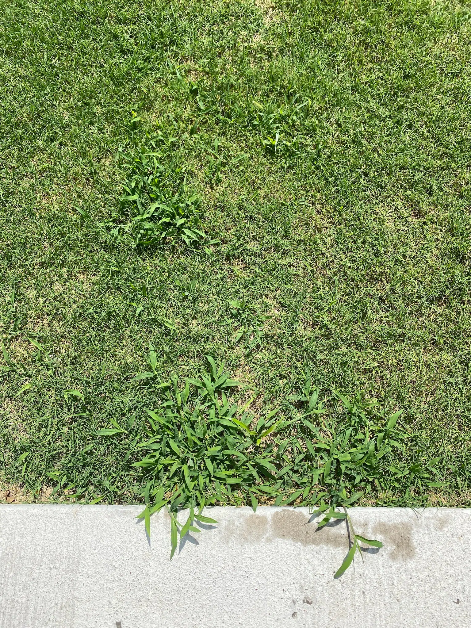 Conquer Tough Weeds with Elite Pinnacle: The Definitive Solution for Effective Herbicide Application