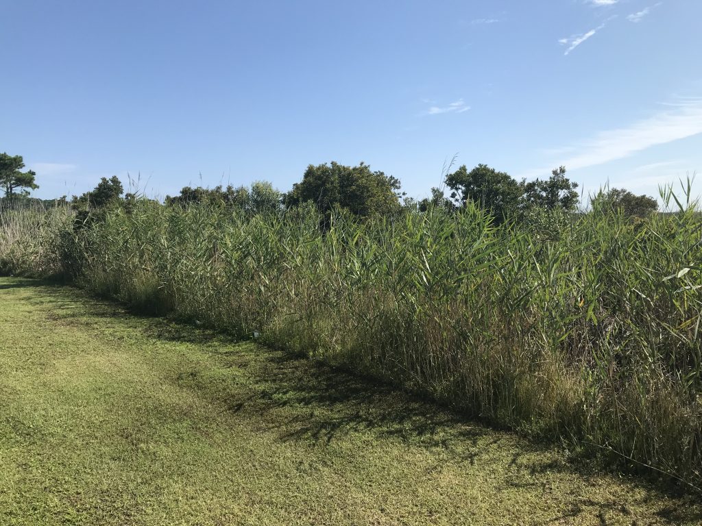 Phragmites Control