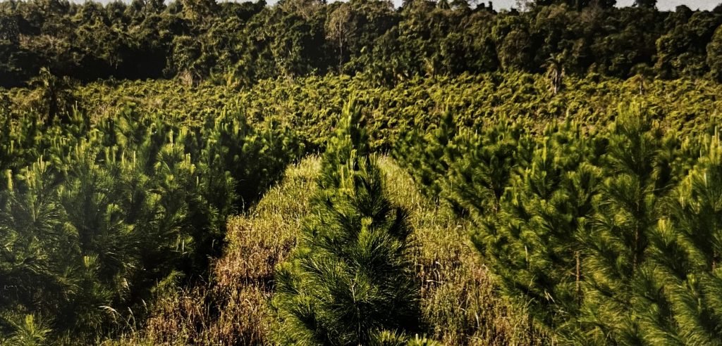 Unleash the power of early season herbicide application in forestry with Chopper® GEN2