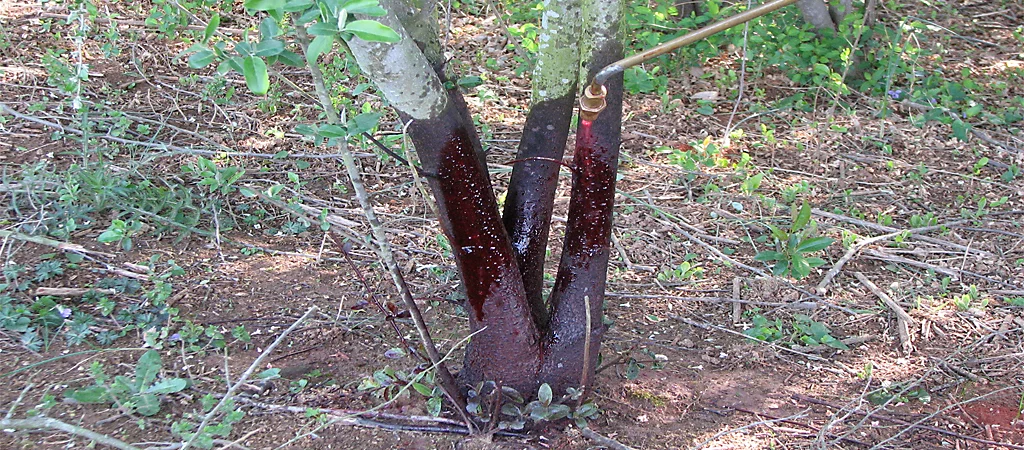 Presenting: A Basal Bark Treatment Duo