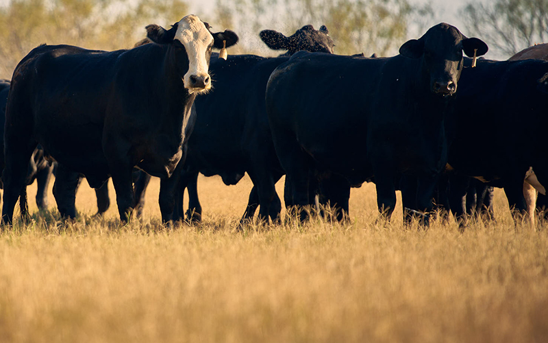Don’t just stunt brush growth. Stop it.