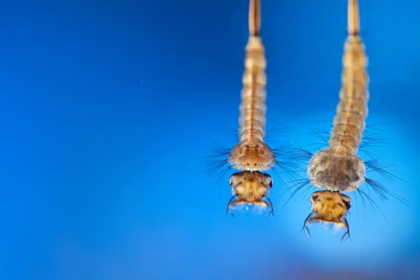 Mosquito larvas