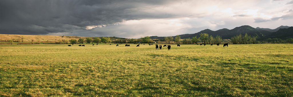 Revolutionizing Invasive Brush Control: Tebuthiuron’s Evolution with Drone Technology