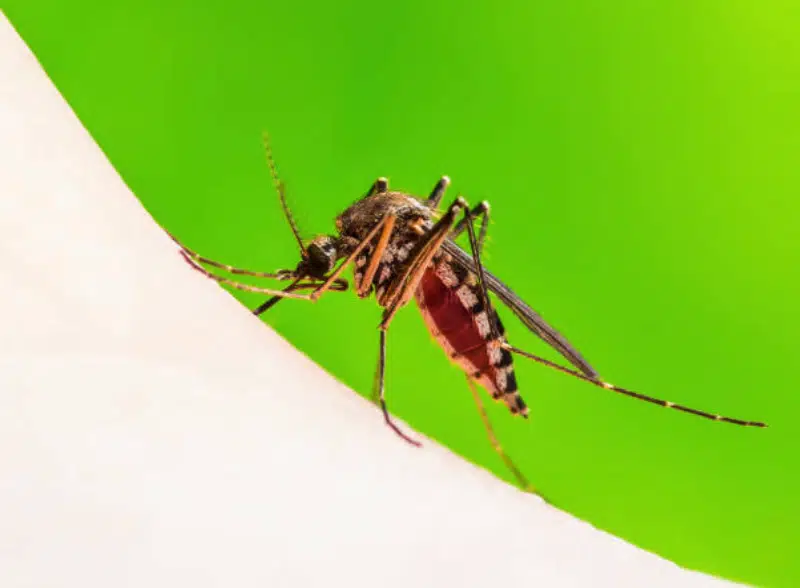 West Nile Virus is Heating Up