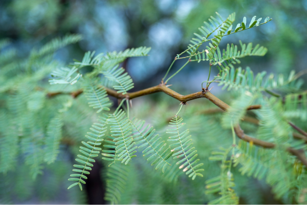 Advanced herbicides spearhead effective Mesquite control and rangeland restoration: Balancing productivity and biodiversity