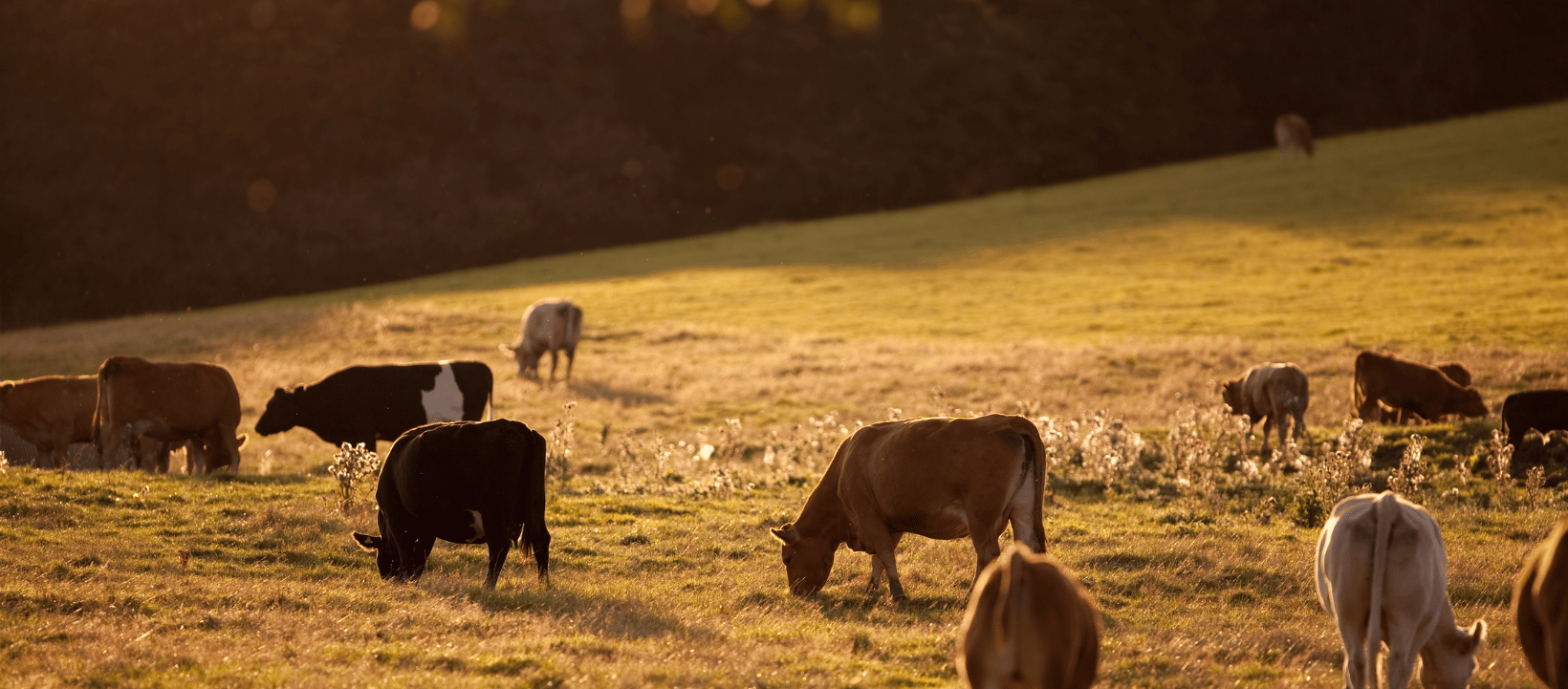 cows in a field