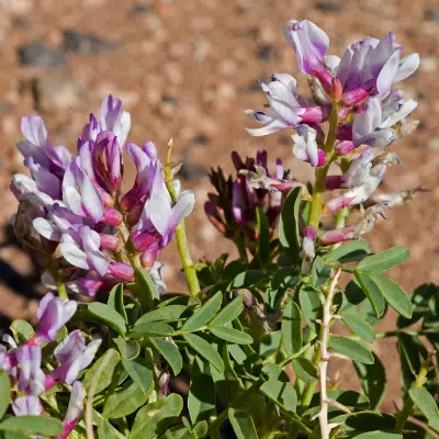 Control of Locoweed and Friends