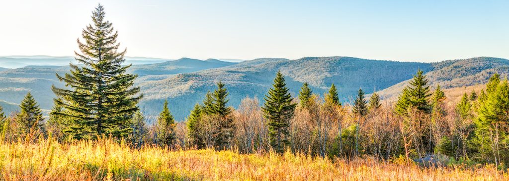 Pine Tip Moth Control