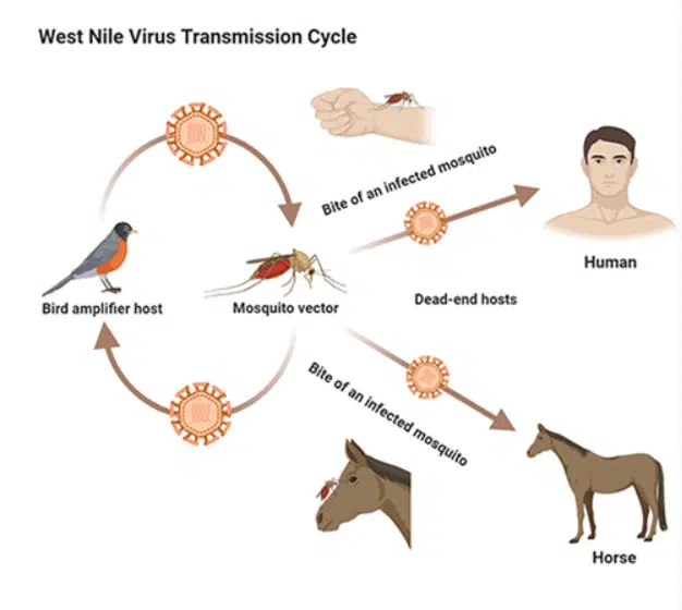 West Nile Virus Transmission Cycle