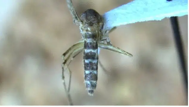 Aedes vexans