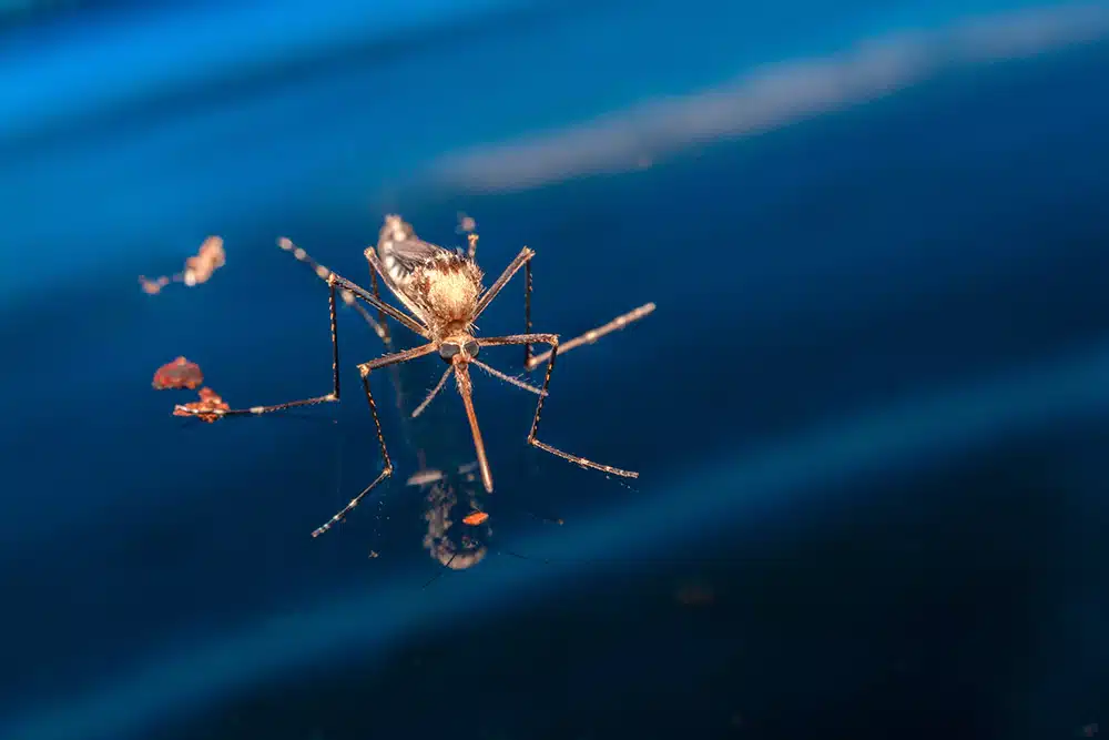 Adult mosquito over water - newborn insect diptera fly