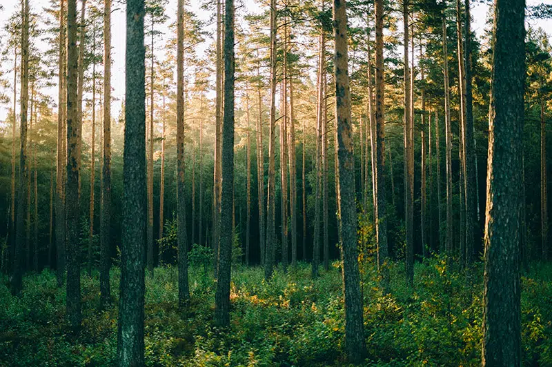 Controlling Competition in a Pine Stand