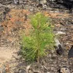 herbaceous-weed