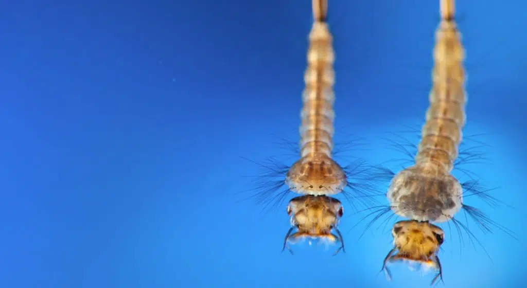 Larvicide Technology