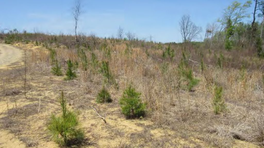 Maximize your pine stand’s potential with pine release: Unlocking growth and increasing harvest yields!