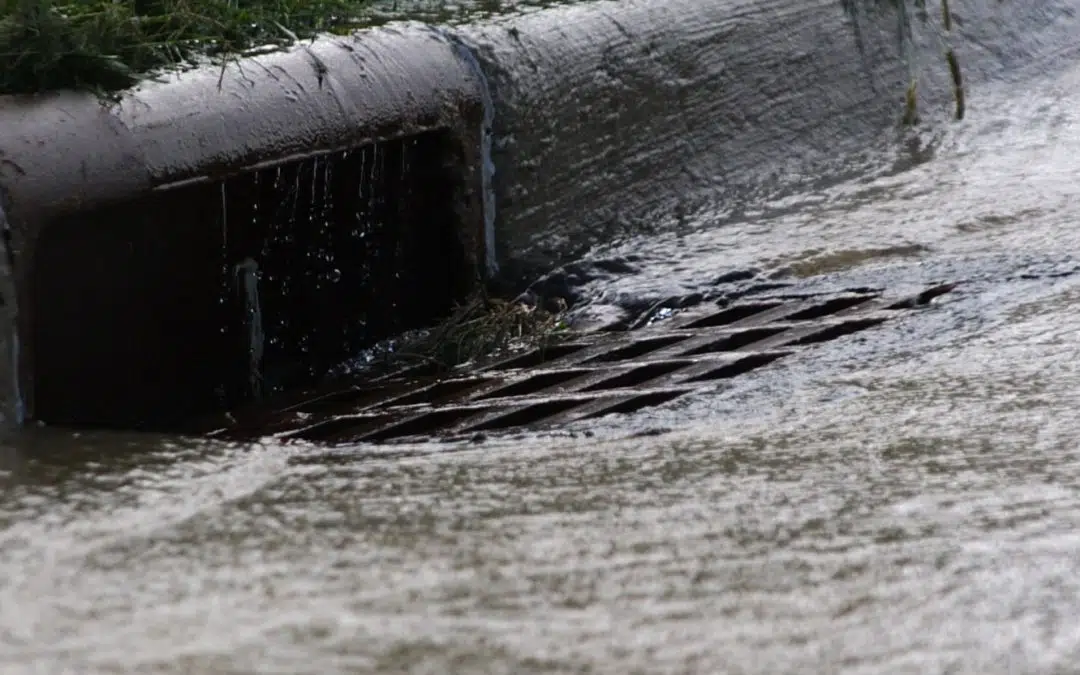 storm drain species img