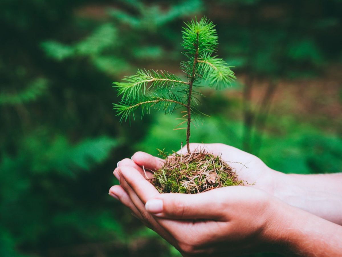 Planting the Future: The Truth About Sustainable Forestry